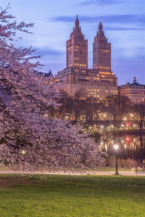 Central Park Cherry Blossoms in Spring NYC at Night | Etsy