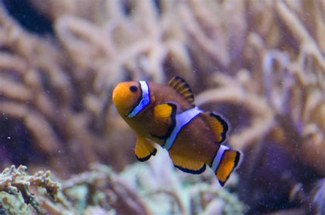 Clownfish and Reef Stock by SabrinaFranek on DeviantArt