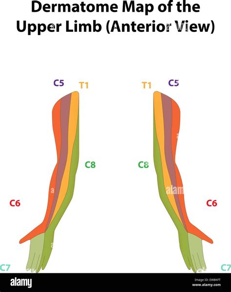 Dermatome Map Upper Arm - Dermatomes Chart and Map