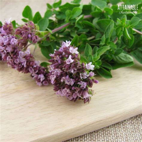 Oregano Flowers: Fresh and Edible from the Garden