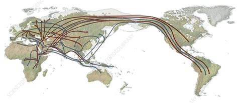 Human genetic lineages, world map - Stock Image - C024/0622 - Science ...