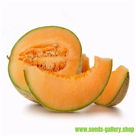 Yubari King Melon Seeds - Price €4.95