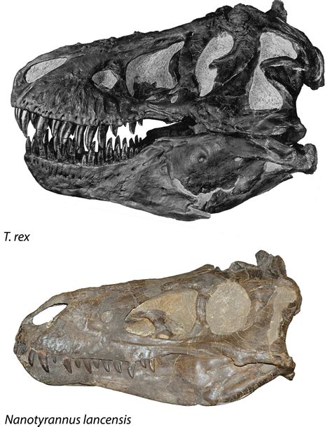 Paleontology Plot Twist: New Research Shows Nanotyrannus Is Separate ...