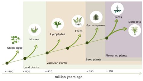 When plant roots learned to follow gravity