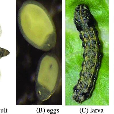 Spodoptera litura (A) female adult (B) eggs (C) larva (D) pupa. | Download Scientific Diagram