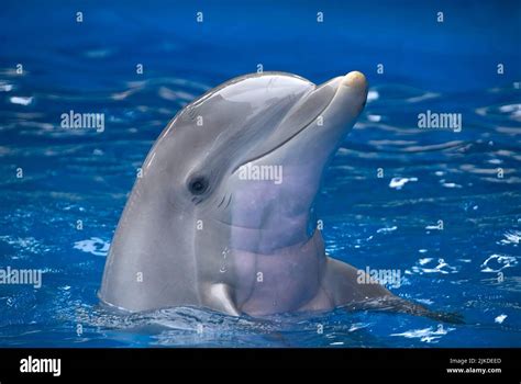 Dolphin head sea hi-res stock photography and images - Alamy