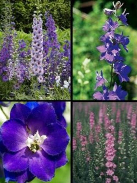 Larkspur Flower Facts and Meaning | HubPages