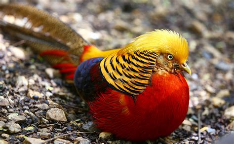 Golden Pheasant | Happy Beaks