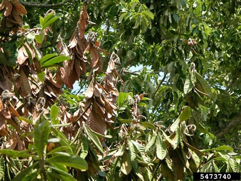 fire blight (Erwinia amylovora ) on loquat (Eriobotrya spp. ) - 5473740