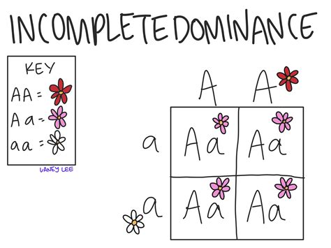 Incomplete Dominance Punnett Square Generator