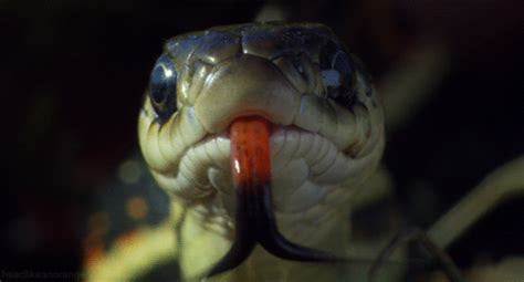 Head Like an Orange | Snake gif, Animal gifs, Snake