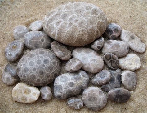 Petoskey Stones of Michigan | Amusing Planet