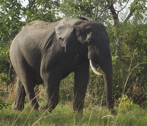 Elephant in Burkina Faso | African wildlife, Elephant, Wildlife