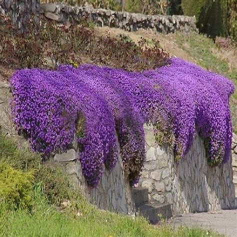 Aubrieta Cascade Purple Trailing Habit for Hanging Baskets-8 Mound ...