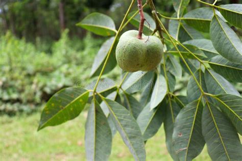 Natural Rubber Fruit with Seed Stock Image - Image of forest, botanic: 253429259