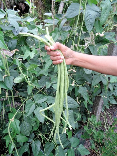 Yard long beans – plus or minus thirty-six inches - UF/IFAS Extension ...