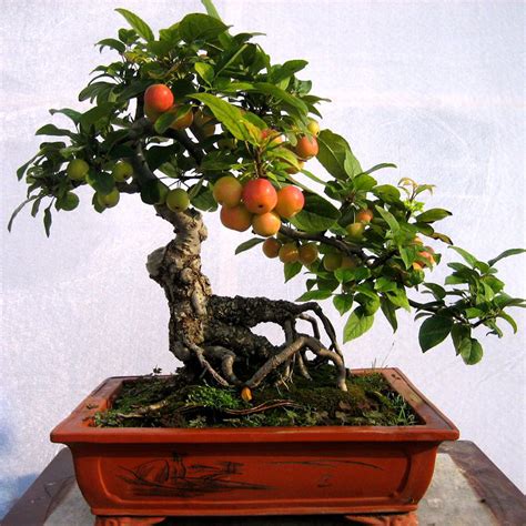 20 Pcs Fig Tree Bonsai Seeds Easy To Grow High Nutrition For Home ...