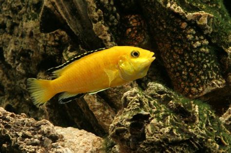 How to Tell the Difference Between Male & Female African Cichlids ...