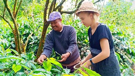 Oleh-oleh Bali, Kopi Kintamani Bali, Cita Rasa Kompleks dan Tak Terlalu Pahit - Tribun-bali.com