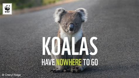 Koalas Have Nowhere To Go | WWF-Australia - YouTube