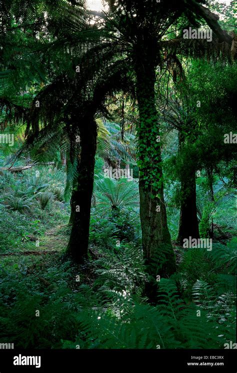 The Jungle at the Lost Garden of Heligan Stock Photo - Alamy