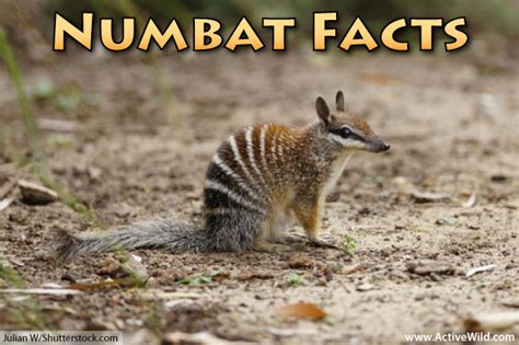 Numbat Facts For Kids & Adults: Pictures, Video & In-Depth Information