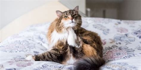 Miliary Dermatitis: How to Help Your Cat | Preventive Vet