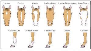 marcas de la cara en los caballos | Silueta de caballo, Anatomía del caballo, Pinturas de caballos