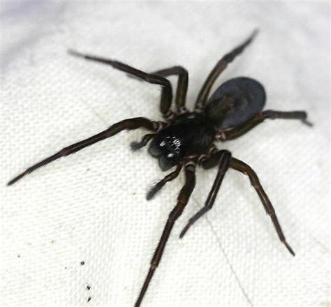 Morocco: Spider Bite - Travelling Asian