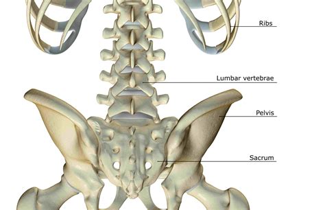 Spinal Anatomy Including Transverse Process and Lamina