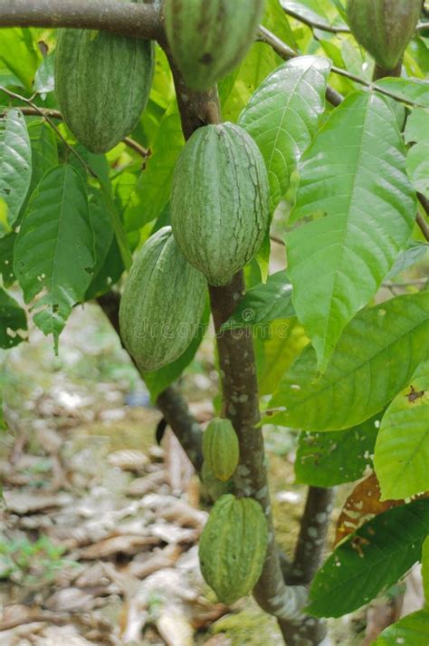 Cocoa bean stock image. Image of plant, exotic, delicious - 24545423