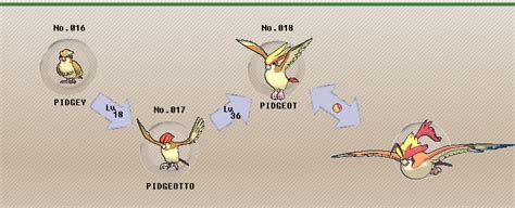 Pokémon of the Week - Pidgeot | Pokemon, Pidgeotto, Mega evolution