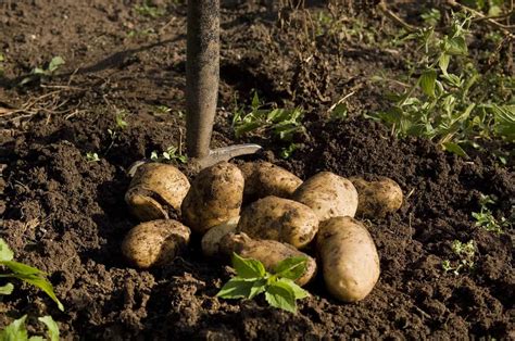 How can I increase my potato yield? - Gardening Channel