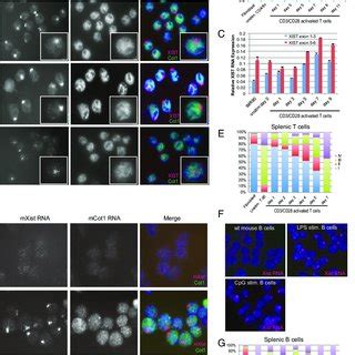 XIST/Xist RNA transcripts return to the Xi in activated T and B cells ...