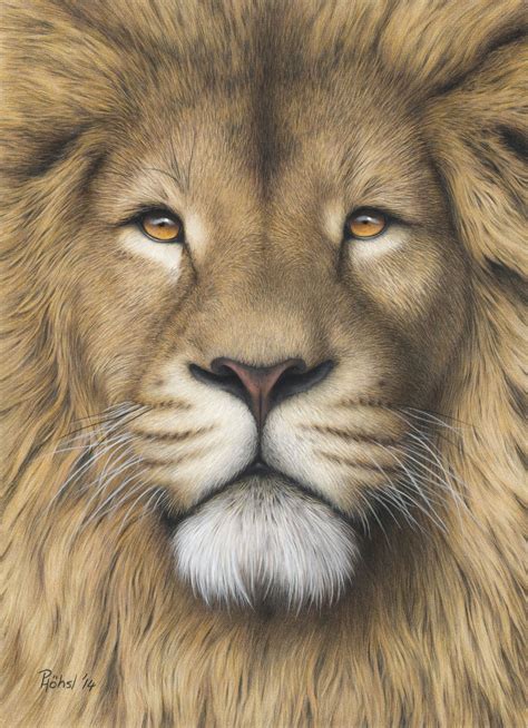 Peter Höhsl | Coloured Pencil Drawings | Animal drawings, Lion art ...