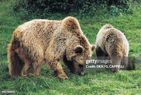 Marsican Bear Photos and Premium High Res Pictures - Getty Images