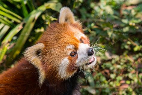 Amazing orange panda containing ailurus, animal, and asia | High-Quality Animal Stock Photos ...