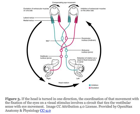 The Electrooculogram – A Mixed Course-Based Research Approach to Human Physiology