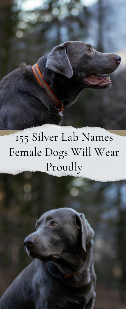 The Perfect Silver Lab Names for Female Dogs