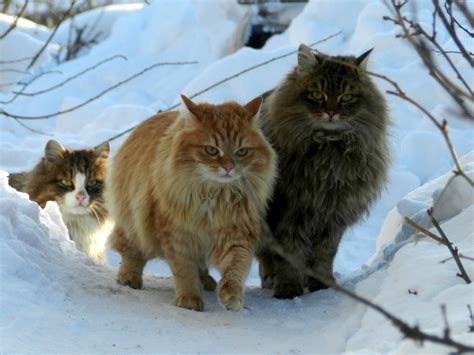 Norwegian Forest Cats | FallinPets