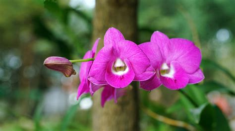 Orchid Flower Nature · Free photo on Pixabay