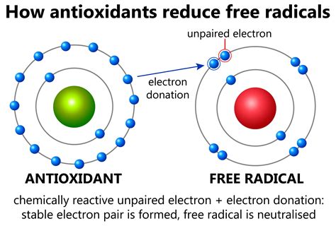 Free Radicals vs Antioxidants | Dr.Cynthia Bailey Skin Care