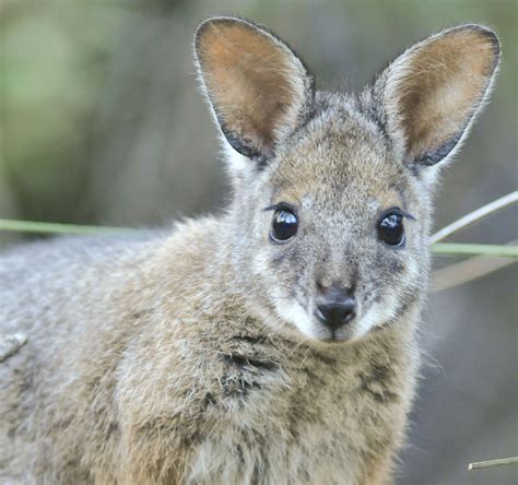 Free photo: Wallabies - Animals, Australia, Fur - Free Download - Jooinn