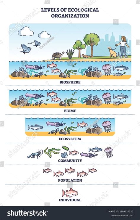 1,465 Ecosystem diagrams Images, Stock Photos & Vectors | Shutterstock