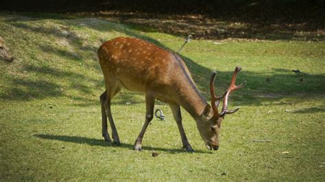 The Deer of Nara Park - Nara City, Nara - Japan Travel