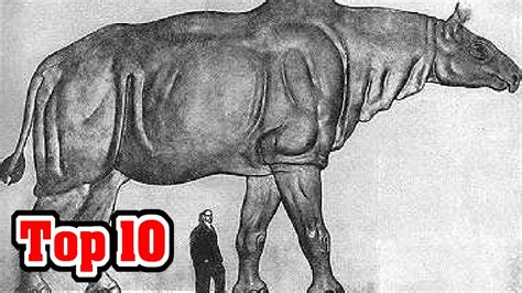 Top 10 Biggest Land Mammals That Ever Walked The Earth | Doovi