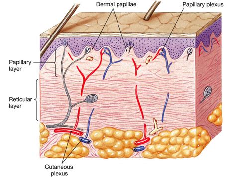 Integumentary System