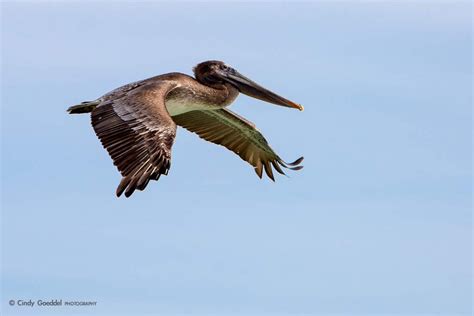 Brown Pelican Flying | Cindy Goeddel Photography, LLC