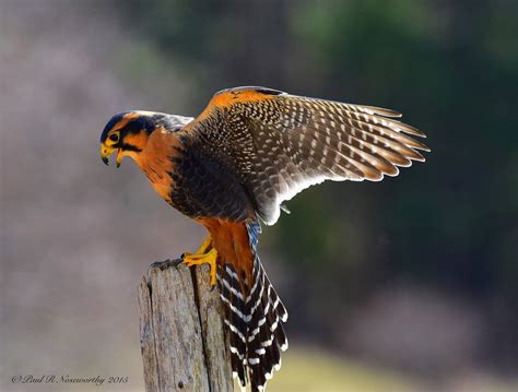 Aplomado Falcon | Raptors bird, Bird, Pet birds