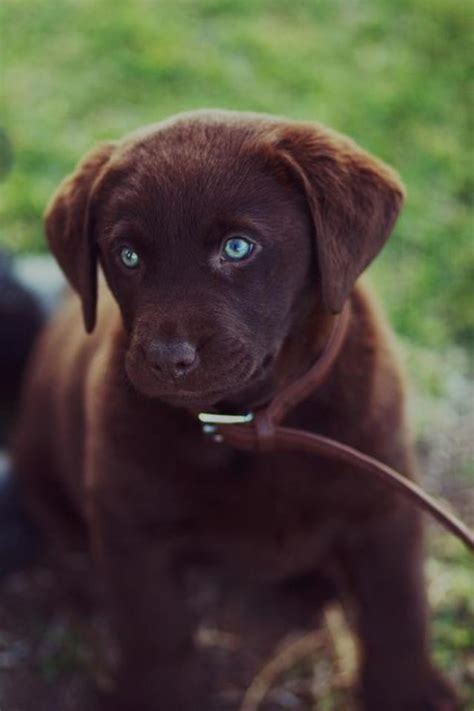 My 10 week old Chocolate Labrador Puppy, Mocha.